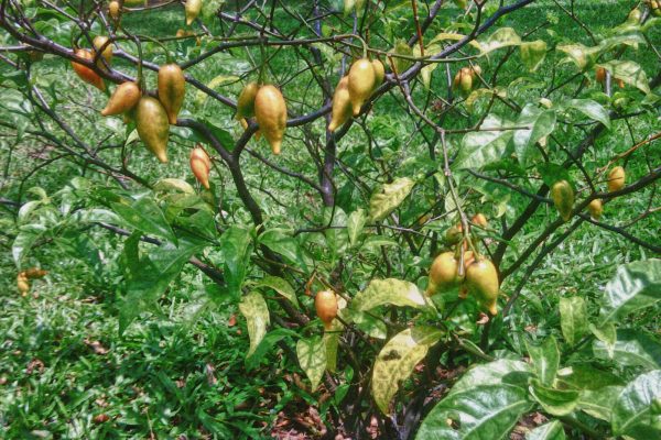 ibogaine