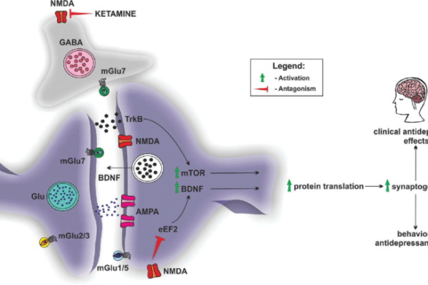 Potential-mechanisms-of-fast-antidepressant-action-of-ketamine-related-to-the-rapid