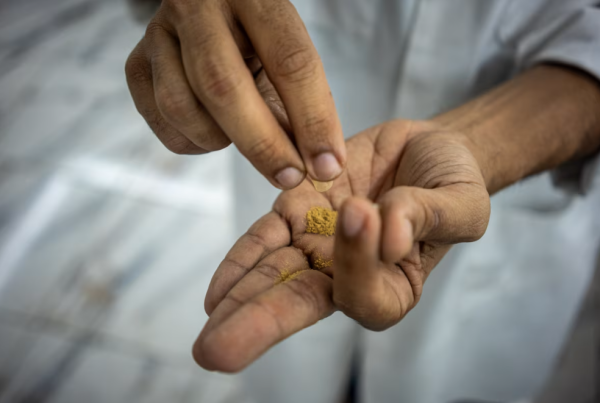 Ibogaine Treatment studies underway
