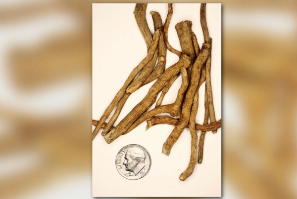 Ibogaine Treatment Research