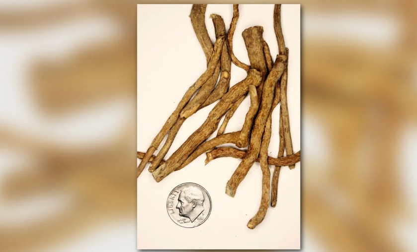Ibogaine Treatment Research